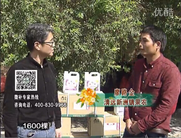 20160314珠江臺(tái)搖錢樹：柑橘用微補(bǔ)方案，保樹有收益