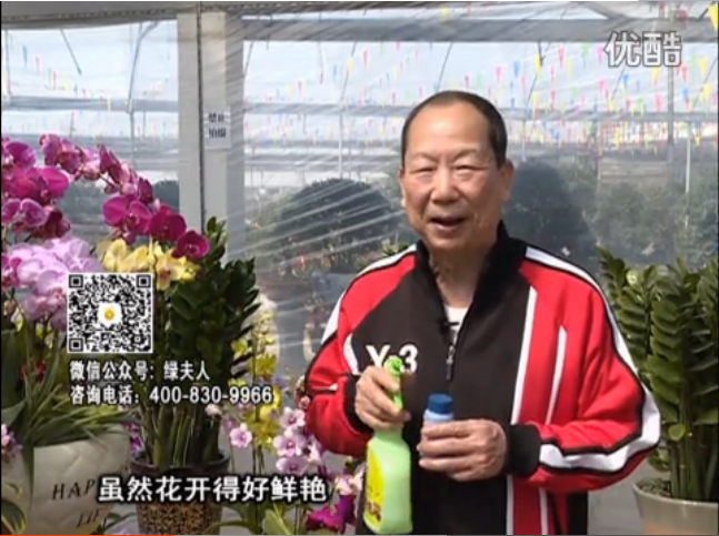 20160314珠江臺(tái)搖錢樹：家種鮮花、鮮切花，用綠夫人600度鮮花液?；ㄆG、花期長(zhǎng)
