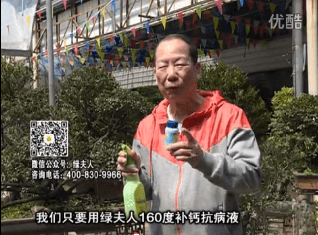 ?20160321珠江臺(tái)搖錢樹：盆栽花卉用綠夫人160度補(bǔ)鈣抗病液，低溫陰雨天長(zhǎng)勢(shì)壯、抗病好