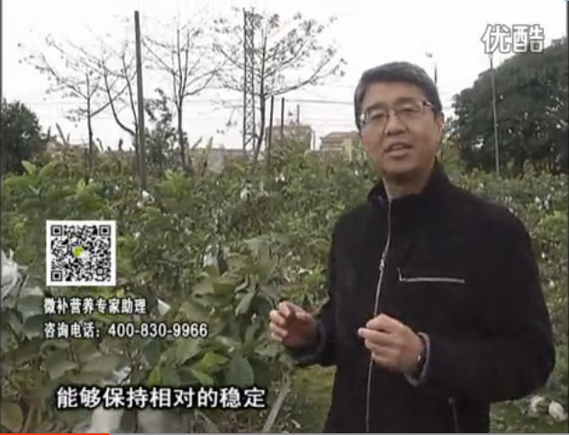 20160328珠江臺搖錢樹：番石榴淋沖微補根力鈣+微補精力，凍后恢復(fù)長勢、促進(jìn)開花坐果