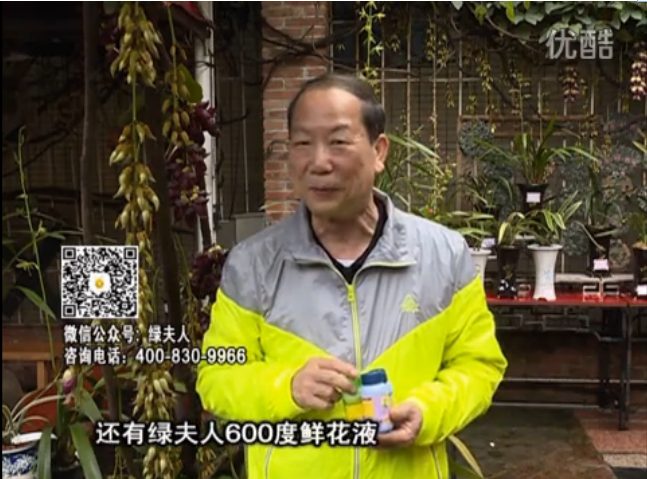 20160404珠江臺(tái)搖錢樹：養(yǎng)禾雀花等盆栽，用綠夫人營(yíng)養(yǎng)液養(yǎng)得好又增色