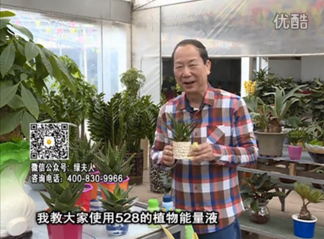 20160425珠江臺(tái)搖錢樹：室內(nèi)綠植用綠夫人營(yíng)養(yǎng)液，補(bǔ)充營(yíng)養(yǎng)健康又環(huán)保