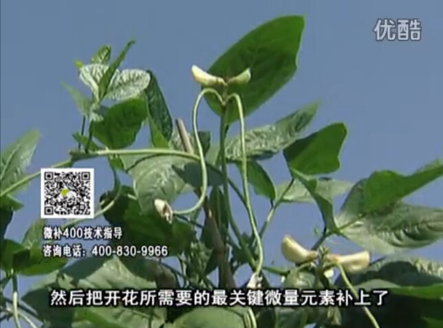 20160502珠江臺(tái)搖錢樹：雨水天多蔬菜香蕉長勢(shì)差沒產(chǎn)量？撒微補(bǔ)倍力促根壯長勢(shì)