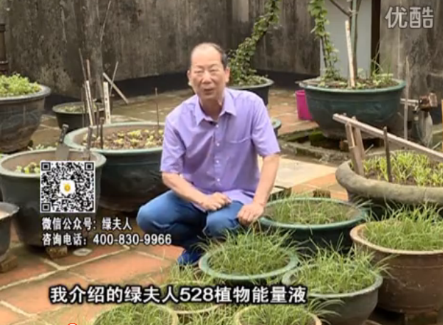 20160509珠江臺(tái)搖錢樹：天臺(tái)種葉菜用綠夫人營(yíng)養(yǎng)液，抗病好、長(zhǎng)勢(shì)綠