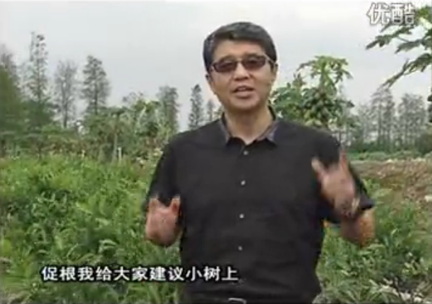 20160509珠江臺(tái)搖錢樹：柑橘淋微補(bǔ)根力鈣+精力，噴微補(bǔ)葉面肥，保樹分果好