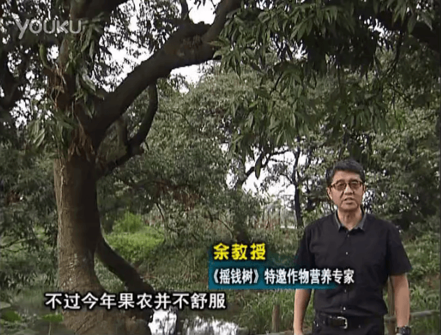 20160523珠江臺搖錢樹：荔枝龍眼用微補方案，膨果好、果硬有品質(zhì)，保樹綠