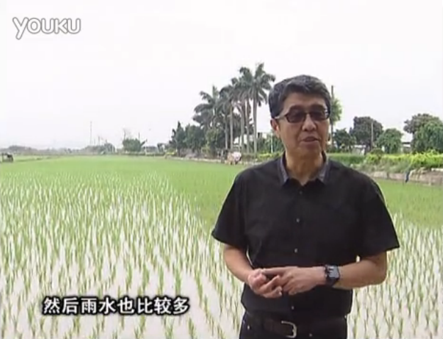 20160530珠江臺(tái)搖錢樹：水稻、甘蔗用微補(bǔ)方案，促根壯長勢，提高收益
