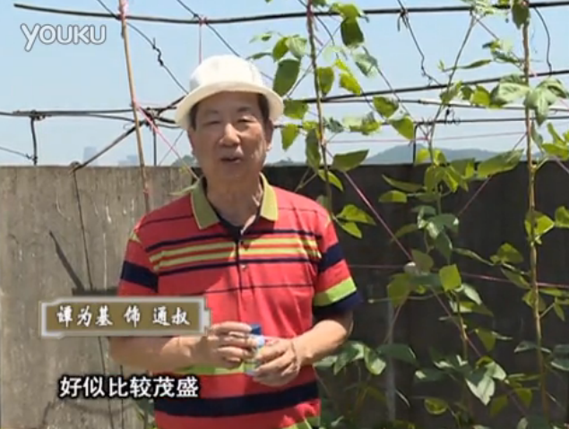20160530珠江臺(tái)搖錢樹：天臺(tái)種豆角用綠夫人160度補(bǔ)鈣抗病液，長(zhǎng)勢(shì)壯，幫助開(kāi)花坐果