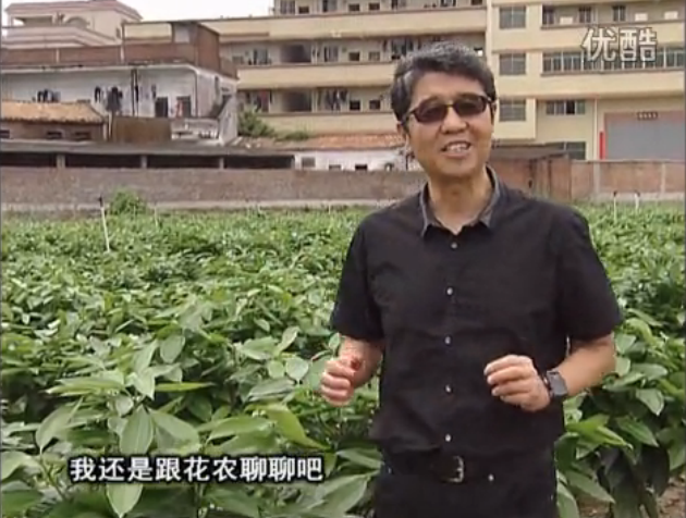 20160606珠江臺(tái)搖錢樹：觀葉植物用微補(bǔ)方案，壯根提長、保葉抗病好！