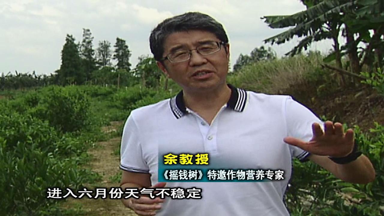 20160613珠江臺(tái)搖錢樹：柑橘噴微補(bǔ)蓋力、淋根力鈣，補(bǔ)鈣減少裂果、太陽果、果更硬