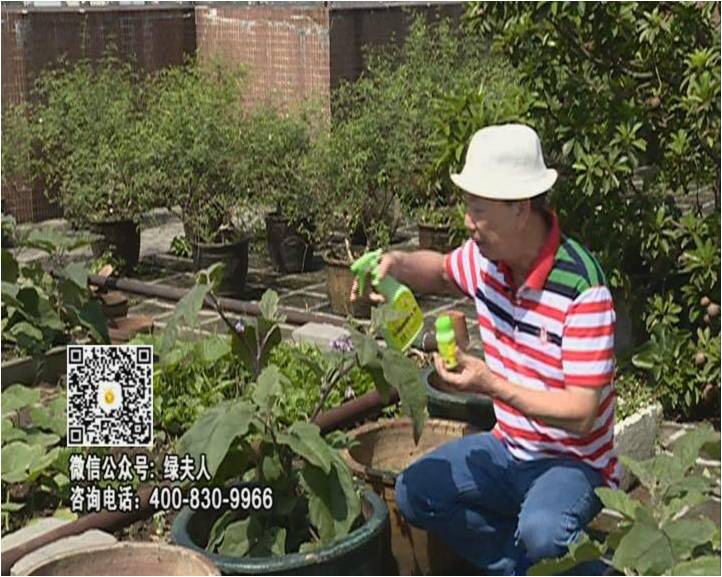 20160613珠江臺(tái)搖錢樹：天臺(tái)種茄瓜用綠夫人，長勢靚，開花結(jié)果好