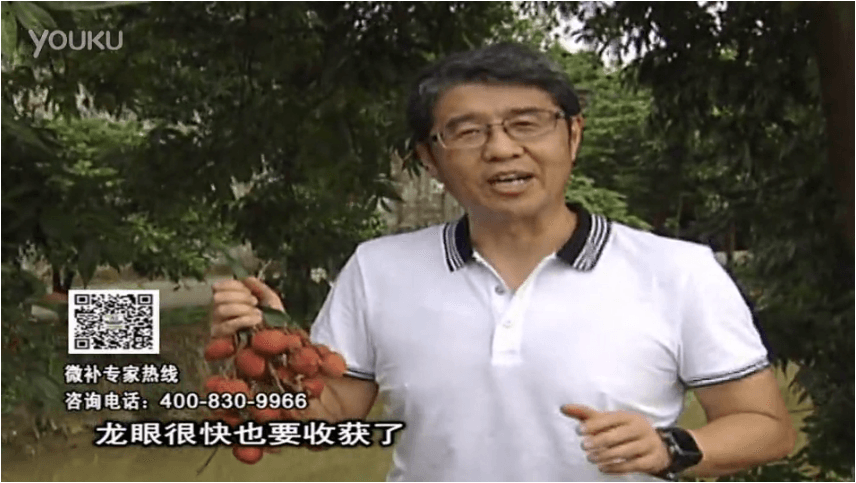 20160627珠江臺搖錢樹：荔枝轉(zhuǎn)色葉噴微補紅果力+蓋力，補充磷鉀鈣，著色增甜果硬