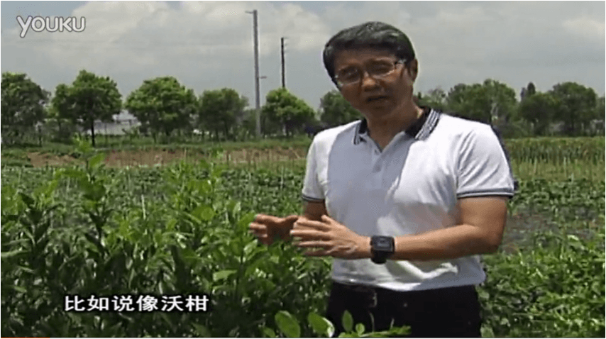 20160627珠江臺(tái)搖錢樹：柑橘減少黃葉花葉，淋微補(bǔ)根力鈣+沖力鎂、噴微補(bǔ)碧力