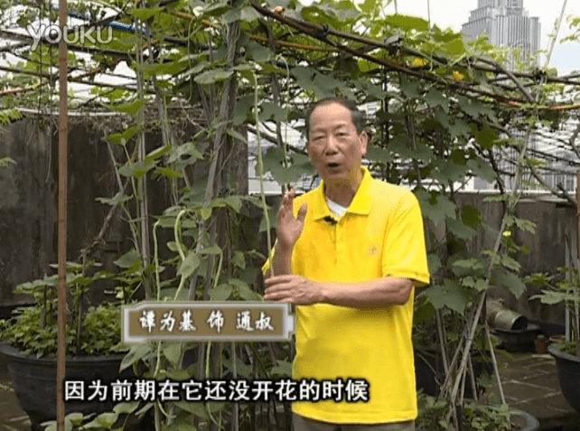 20160627珠江臺(tái)搖錢樹：天臺(tái)豆角用綠夫人528營養(yǎng)液，開花好結(jié)豆期長