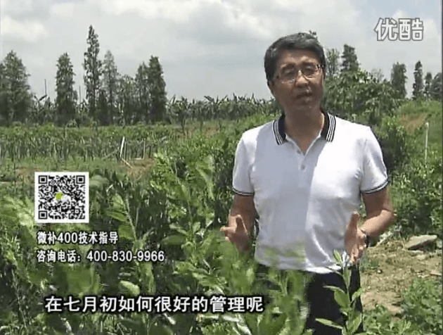 20160704珠江臺(tái)搖錢樹：柑橘淋微補(bǔ)根力鈣+沖力鎂+全力，秋梢整齊健壯、梢果同長(zhǎng)