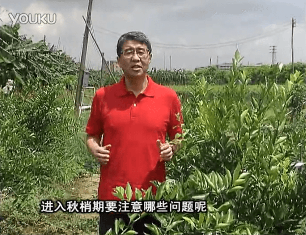 20160711珠江臺(tái)搖錢樹：預(yù)防柑橘秋梢發(fā)黃、不轉(zhuǎn)綠，用微補(bǔ)秋梢肥方案