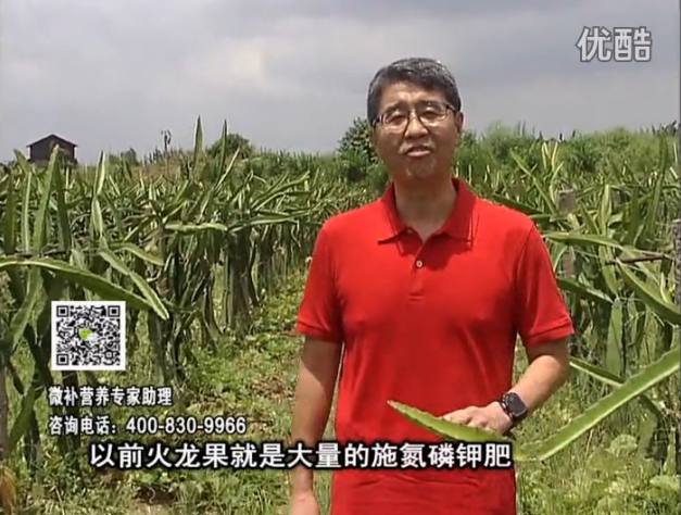 20160711珠江臺搖錢樹：火龍果用微補方案，開花坐果好，果實膨大品質(zhì)高