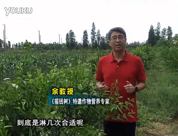20160718珠江臺(tái)搖錢樹：柑橘放新梢怎么淋水肥好？2次微補(bǔ)秋梢整齊健壯