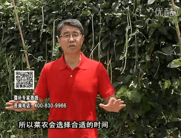 20160718珠江臺(tái)搖錢樹：瓜果蔬菜用微補(bǔ)水肥方案，結(jié)果多、有產(chǎn)量