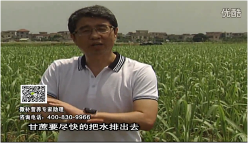20160620珠江臺(tái)搖錢樹：甘蔗雨多漚根？淋微補(bǔ)根力鈣+精力、噴果力+壯力，促根壯長、甘蔗起灰好