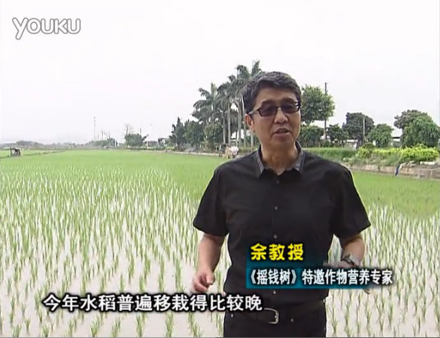 20160530珠江臺(tái)搖錢樹：水稻撒微補(bǔ)倍力、噴苗力，返青分蘗好，產(chǎn)量高