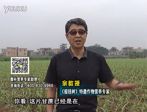 20160530珠江臺(tái)搖錢樹：甘蔗促根壯苗長勢好，淋沖微補(bǔ)根力鈣+精力、撒倍力