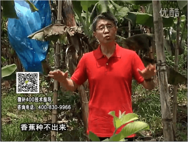 20160725珠江臺搖錢樹：香蕉用微補方案，調(diào)酸防黃化、膨果壯蕉好
