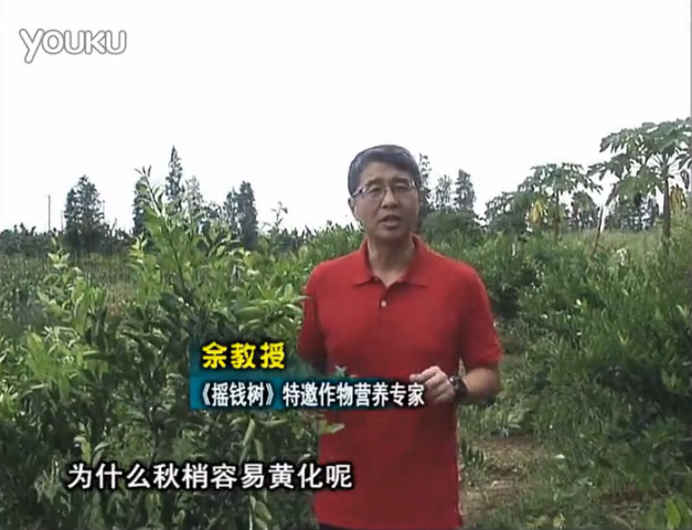 20160725珠江臺(tái)搖錢樹：柑橘淋微補(bǔ)調(diào)力，調(diào)酸預(yù)防秋梢黃化、促進(jìn)果實(shí)膨大