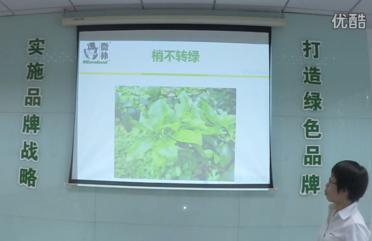 柑橘-預(yù)防秋梢黃、梢不出，如何放梢保樹好？微補(bǔ)講座