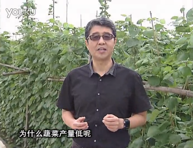 20160502珠江臺(tái)搖錢樹：雨水天多蔬菜漚根沒產(chǎn)怎么辦？撒微補(bǔ)倍力，噴花力+果力，提高坐果產(chǎn)量