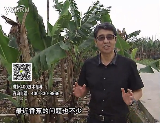 20160502珠江臺搖錢樹：香蕉撒微補倍力、噴果力+碧力，促根保葉、長勢快