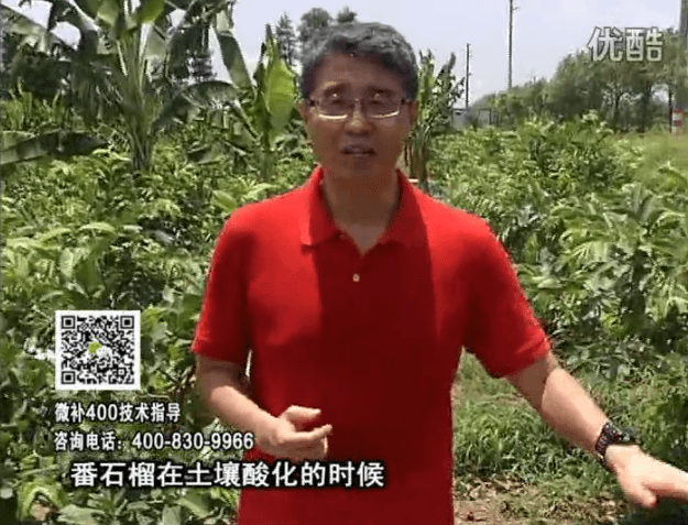 20160808珠江臺搖錢樹：番石榴用微補方案，保葉膨果、增產(chǎn)品質(zhì)高