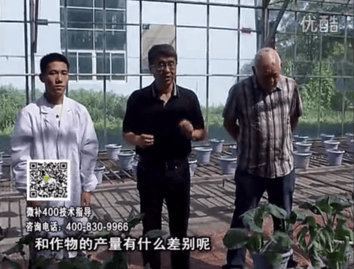 20160829珠江臺搖錢樹：微補溫室實驗：大量元素水溶肥pk添加中微量元素的差距！