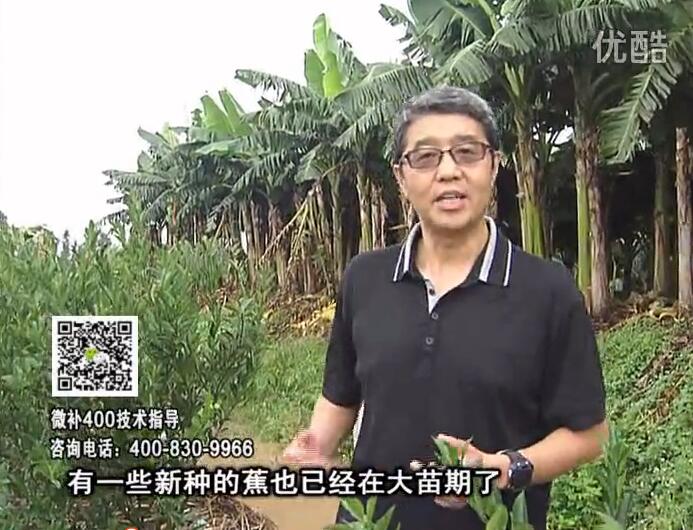 20160919珠江臺(tái)搖錢樹(shù)：香蕉淋微補(bǔ)根力鈣+沖力或撒倍力，噴果力+碧力，保葉膨蕉壯長(zhǎng)