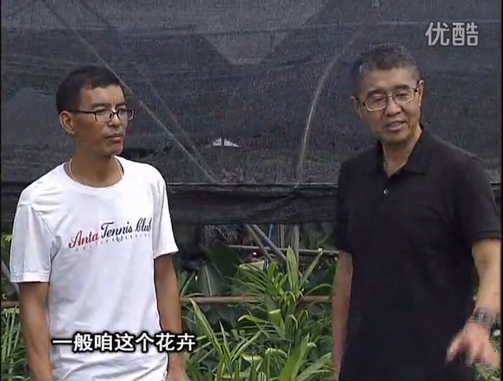 20161010珠江臺(tái)搖錢樹：盆栽花卉促根多，長勢青綠