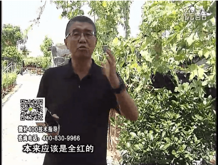 珠江臺(tái)搖錢樹(shù)：柑橘著色葉噴紅果力，著色均勻增甜增重