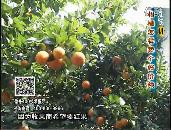 20161107珠江臺(tái)搖錢樹(shù)：柑橘噴施微補(bǔ)紅果力、蓋力，增甜增重賣價(jià)高