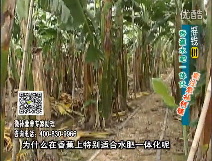 20161107珠江臺(tái)搖錢樹(shù)：香蕉水肥一體化，用微補(bǔ)方案科學(xué)施肥
