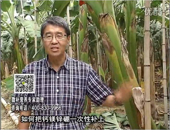 20161121珠江臺(tái)搖錢樹(shù)：香蕉撒施微補(bǔ)倍力，促根壯長(zhǎng)、預(yù)防黃葉、提高產(chǎn)量