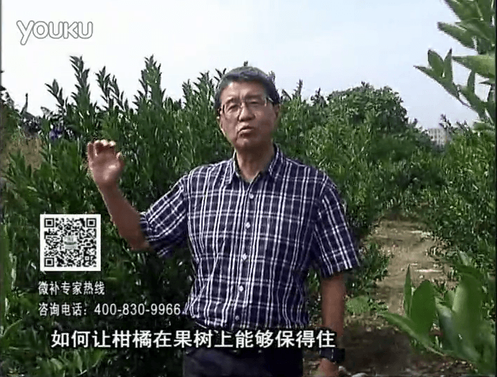 20161128珠江臺(tái)搖錢樹(shù)：柑橘噴微補(bǔ)蓋力、碧力，低溫抗凍，果掛得住，預(yù)防減少采前落果
