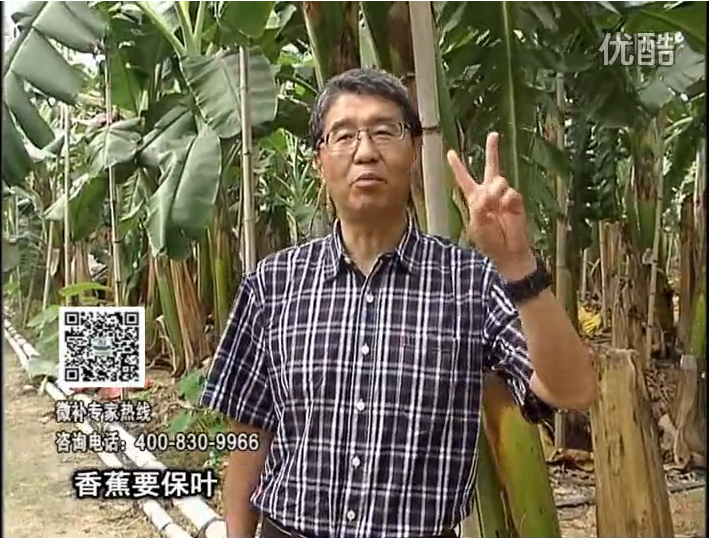20161128珠江臺(tái)搖錢樹(shù)：香蕉用微補(bǔ)方案，預(yù)防減少黃葉、抽蕾膨蕉好