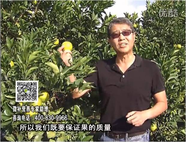 20161212珠江臺(tái)搖錢樹(shù)：紅江橙淋微補(bǔ)根力鈣+沖力，噴紅果力，樹(shù)勢(shì)壯，果品質(zhì)好