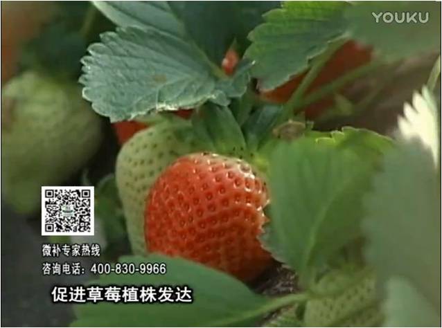 20161219珠江臺(tái)搖錢(qián)樹(shù)：草莓如何壯長(zhǎng)、果大品質(zhì)高？