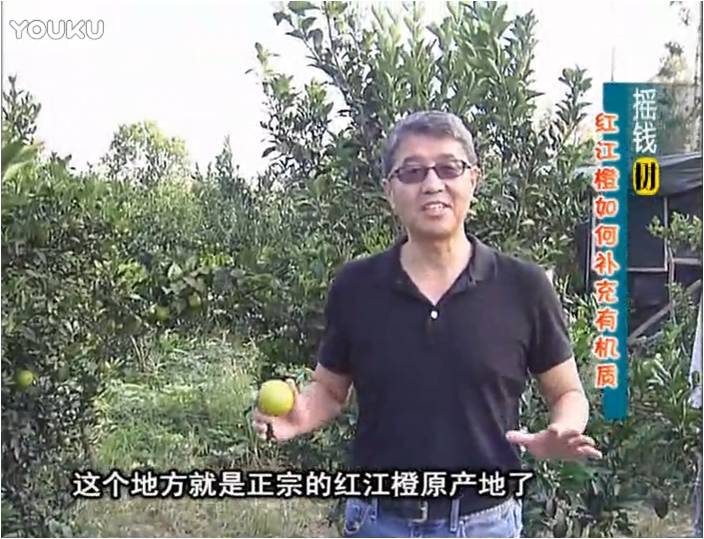 20161219珠江臺(tái)搖錢樹(shù)：紅江橙用微補(bǔ)方案，裂果少、樹(shù)勢(shì)好