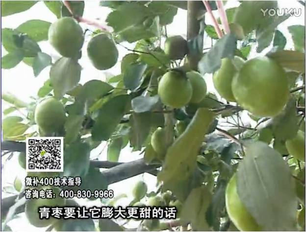 20161226珠江臺(tái)搖錢(qián)樹(shù)：青棗用微補(bǔ)方案，健壯長(zhǎng)勢(shì)，提高來(lái)花坐果