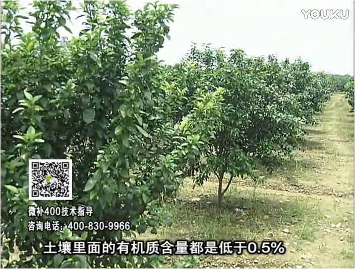 20161226珠江臺(tái)搖錢樹(shù)：柑橘噴微補(bǔ)蓋力防霜凍果、采后促花恢復(fù)樹(shù)勢(shì)撒微補(bǔ)倍力+有機(jī)肥
