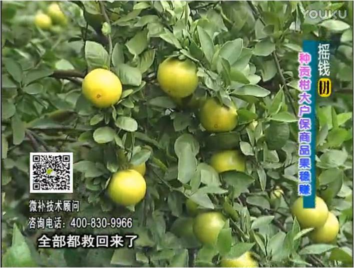 20170102珠江臺(tái)搖錢樹(shù)：柑橘噴微補(bǔ)蓋力防凍抗凍，采后冬肥下微補(bǔ)倍力+有機(jī)肥