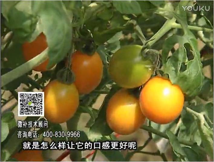 20170102珠江臺(tái)搖錢樹：番茄臍腐病、裂果、抗凍如何做？澆施微補(bǔ)根力鈣+精力，葉噴微補(bǔ)葉面肥