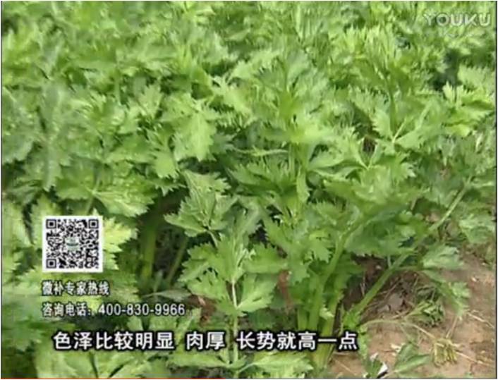 20170109珠江臺(tái)搖錢樹：葉菜如何種？長勢(shì)好又高產(chǎn)！