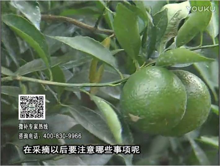 20170109珠江臺(tái)搖錢樹(shù)：新會(huì)柑用微補(bǔ)方案，保樹(shù)好，果品質(zhì)高，年年有收獲